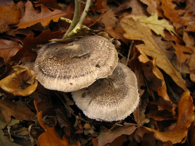 Escursione in querceto, finalmente i funghi!!!